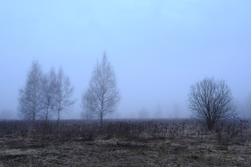 Spring forest in a fog