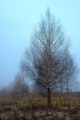 Spring forest in a fog