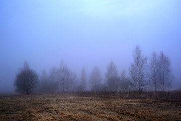 Fototapeta na wymiar Spring forest in a fog