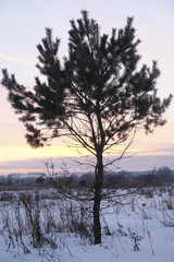 Landscape with the image of tree on a spring meadow