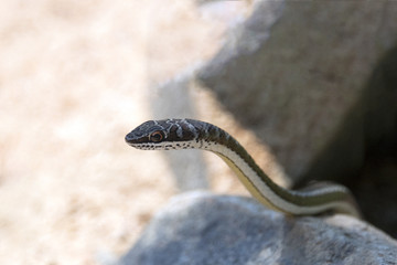 Bush snake