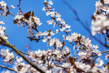 Spring cherry blossom