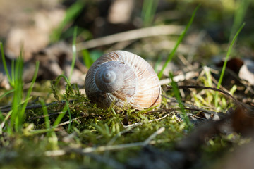 Wiosenny ślimak © Janusz