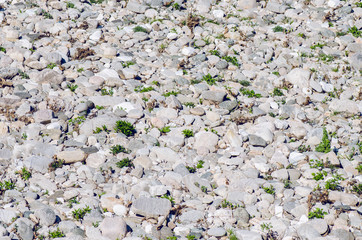 Grey River Rocks With Green Grass Between