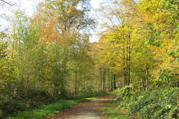 Naklejka premium Forêt en automne