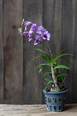 Beautiful orchid flower over dark wooden background