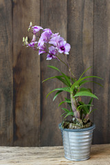 Beautiful orchid flower over dark wooden background