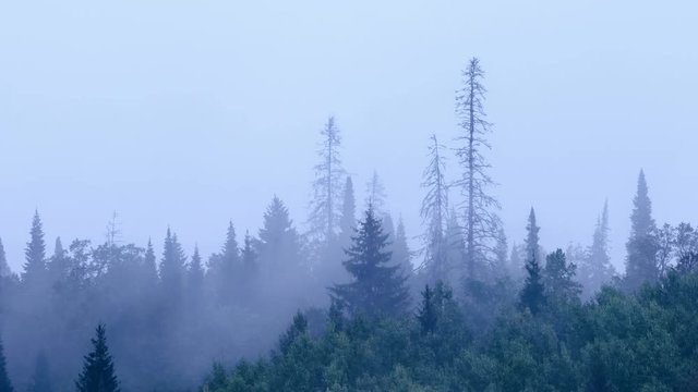 Swaying tops of firs. Mountain pine forest. Gray sky. Small fog. Haze. Autumn in the Ural Mountains.