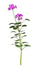 3D Rendering Purple Geranium Flowers on White