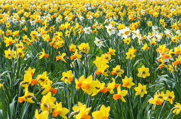 Feld mit gelben Narzissen