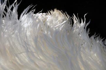 White ostrich feathers fan background