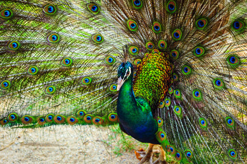 Peacock spread out wings wide feathers.