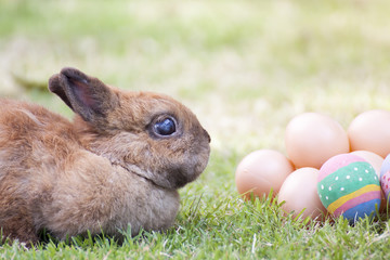New born rabbit or cute bunny on green grass.