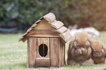 New born rabbit or cute bunny on green grass.