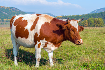 Fototapeta na wymiar Cow on a pasture on a sunny day 