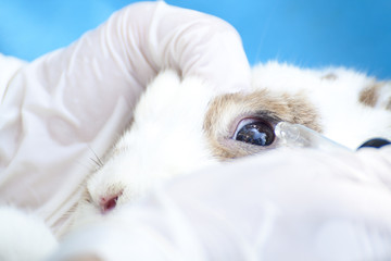 A rabbit getting a shot at the vet