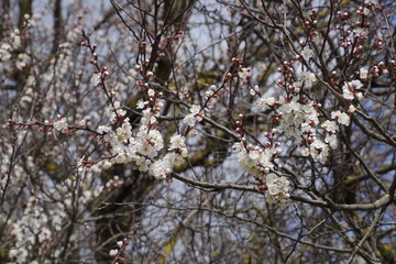 Spring flowering trees. Pollination of flowers of apricot. Blooming wild apricot in the garden