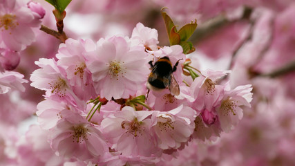 Hummel in Wildkirsch Blüten