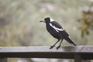 Bird on a fence
