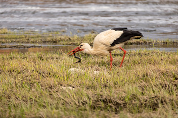 White stork hunting for a snake near river