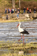 People watching white stork