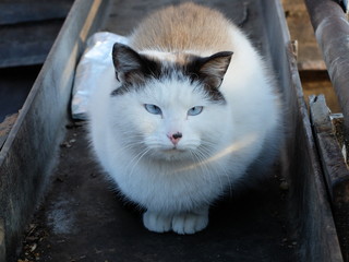 Сиамская кошка