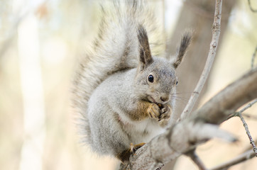 Naklejka na ściany i meble Fluffy squirrel eating nuts