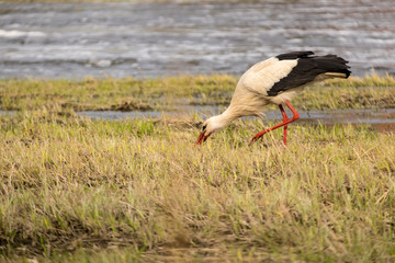 White stork hunting