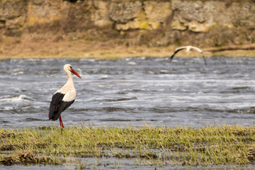 White stork expecting pair
