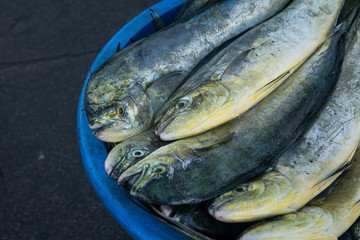 Fresh fish at the port of Thailand in the early morning