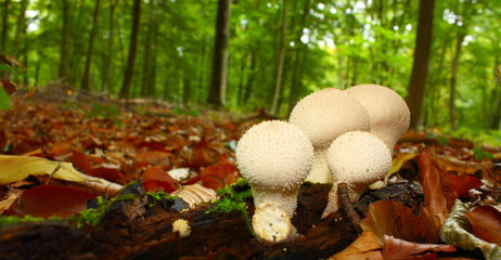 Vesse de loup perlée, Lycoperdon perlatum