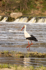 People watching white stork