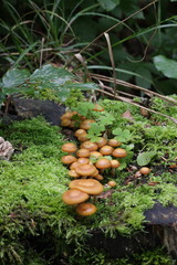Pholiote changeante,  kuehneromyces mutabilis
