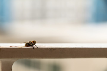Housefly in the background,macro closeup.