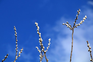 Branch of a young blooming willow against a bright blue sky in clear weather.