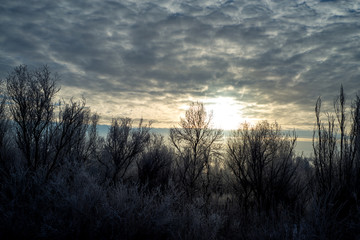 Forest under the winter sun in cloudy day