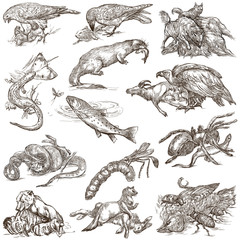 Animals in action, Predators - An hand drawn full sized illustrations. Collection on white.