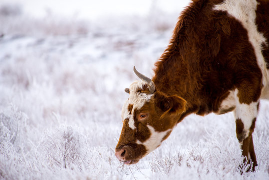 Cow grazing in steppes in winter despite a snow