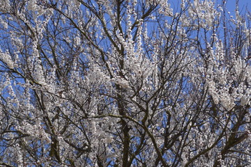 Spring flowering trees. Pollination of flowers of apricot. Blooming wild apricot in the garden