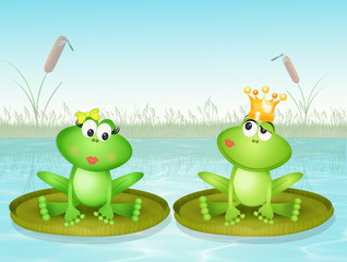 frogs on water lily