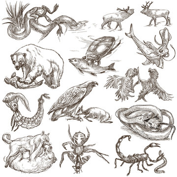 Animals in action, Predators - An hand drawn full sized illustrations. Collection on white.