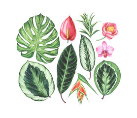 Set of tropical flowers and leaves. Watercolor hand drawn illustration.