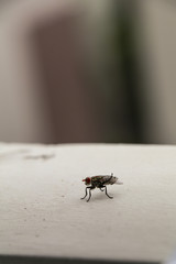 Housefly in the background,macro closeup.