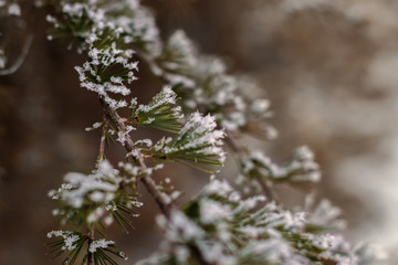 snow covered branches