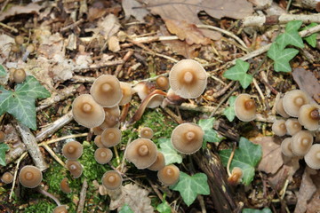 Myc&egrave;ne champignons, Mycena