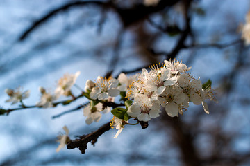 Fototapeta premium Blossom of the tree