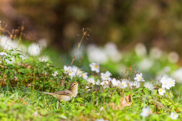 Willow Warbler