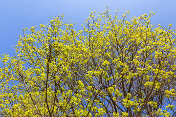 Newly blossomed trees