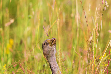 Greylag goose