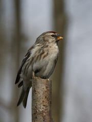 Common redpoll (Acanthis flammea)